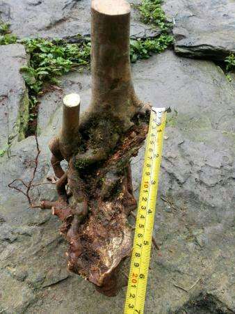 石榴下山桩什么方法能促进树干多发芽