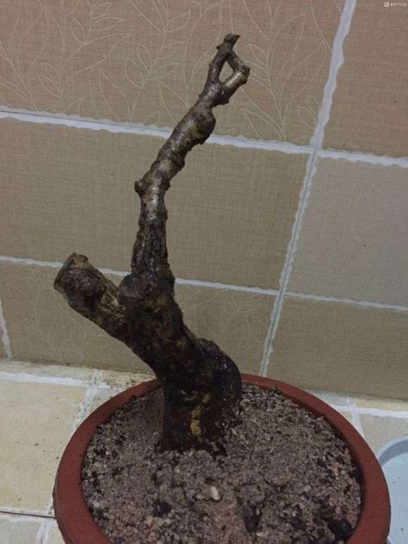 冬天挖石榴下山桩 成活几率几何 图片