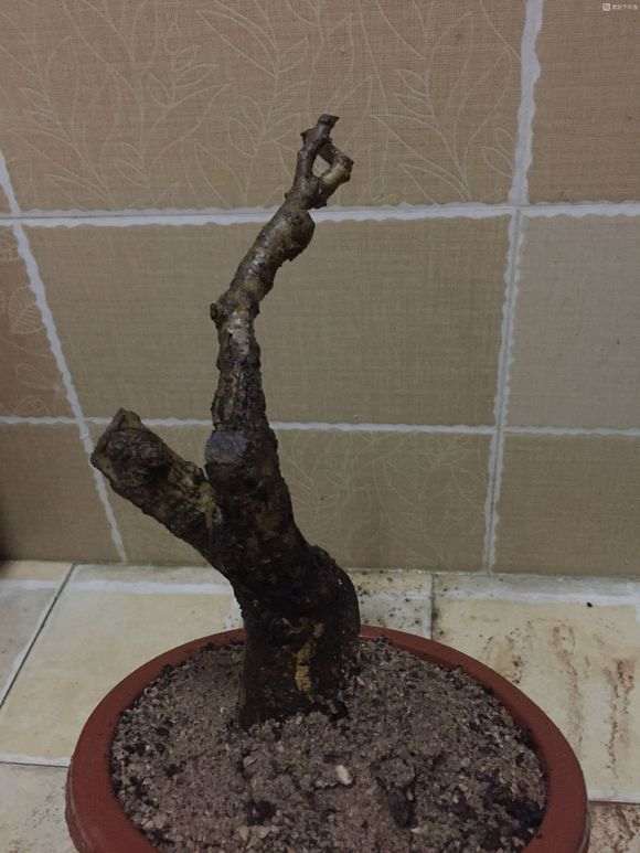 冬天挖石榴下山桩 成活几率几何 图片