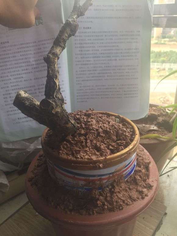 冬天挖石榴下山桩 成活几率几何 图片