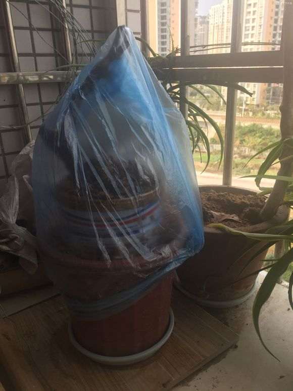 冬天挖石榴下山桩 成活几率几何 图片