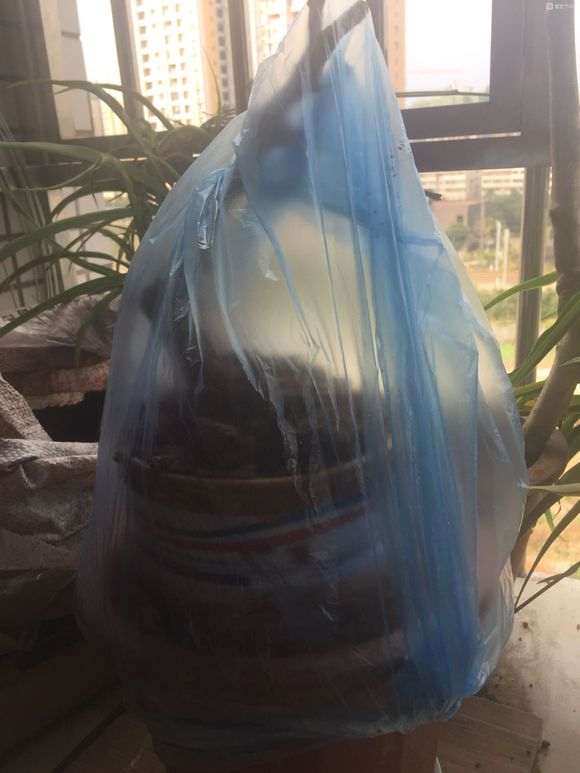 冬天挖石榴下山桩 成活几率几何 图片