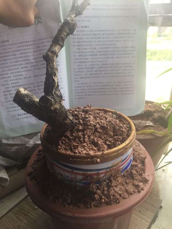 冬天挖石榴下山桩 成活几率几何 图片