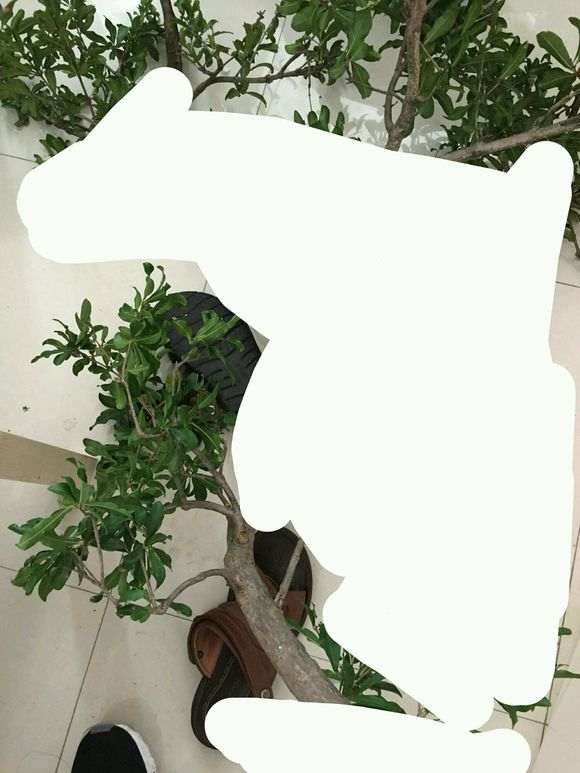 石榴下山桩叶子都摘了 底部创口切平 图片