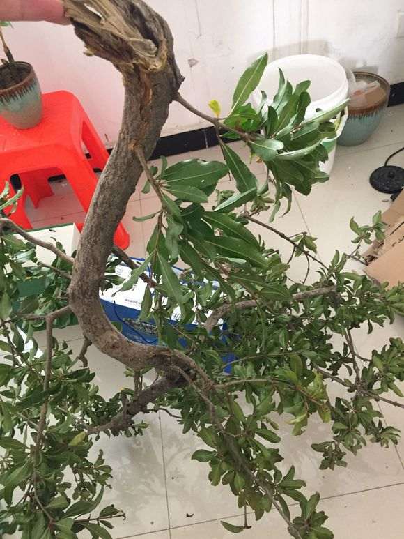 石榴下山桩叶子都摘了 底部创口切平 图片