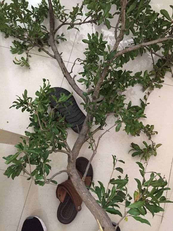 石榴下山桩叶子都摘了 底部创口切平 图片