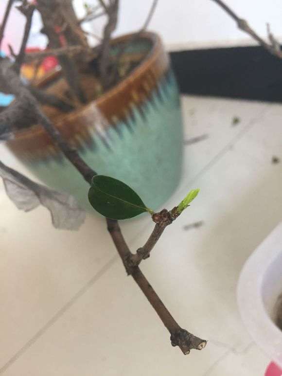 石榴下山桩叶子都摘了 底部创口切平 图片