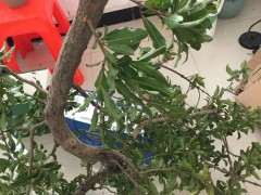 石榴下山桩叶子都摘了 底部创口切平 图片