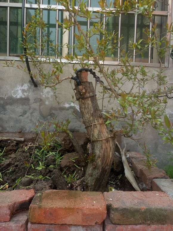 石榴下山桩 现在可以修剪么 图片