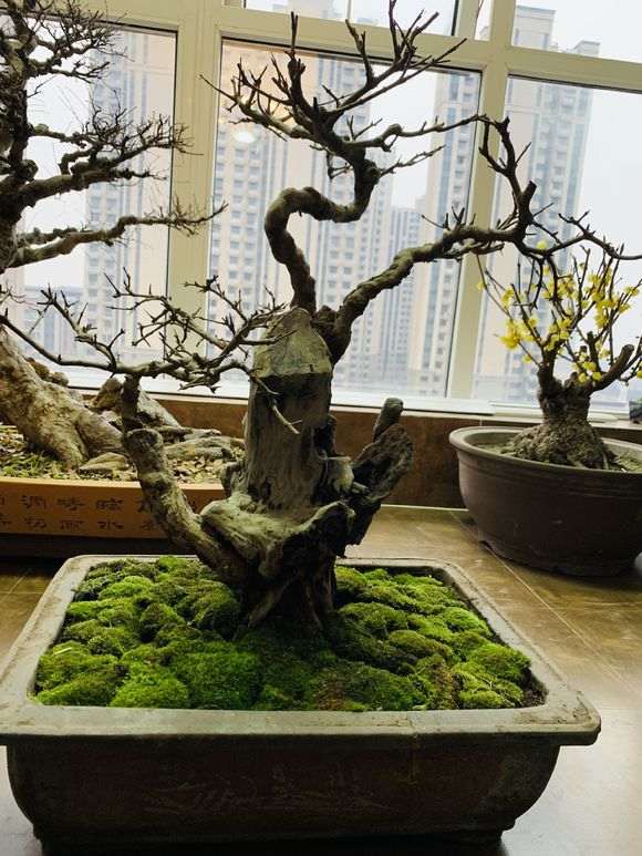 石榴下山桩如何浇水的方法 图片