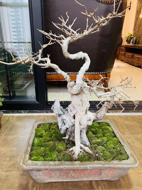 石榴下山桩如何浇水的方法 图片