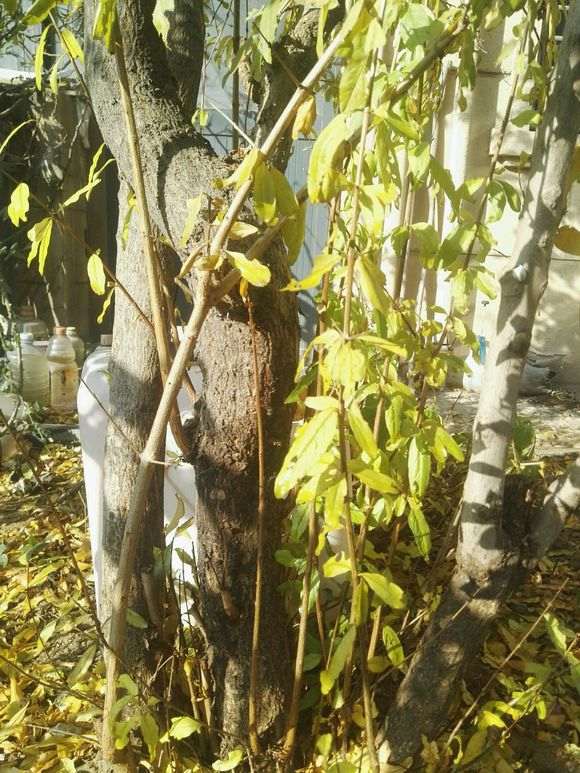 石榴下山桩怎么移栽到盆里的方法 图片