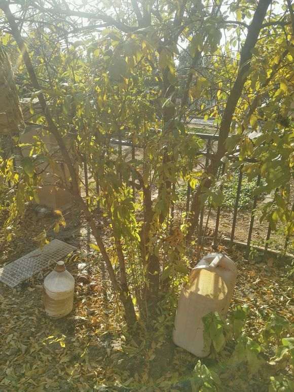 石榴下山桩怎么移栽到盆里的方法 图片