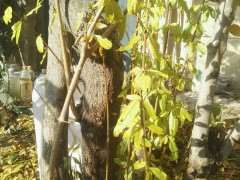 石榴下山桩怎么移栽到盆里的方法 图片