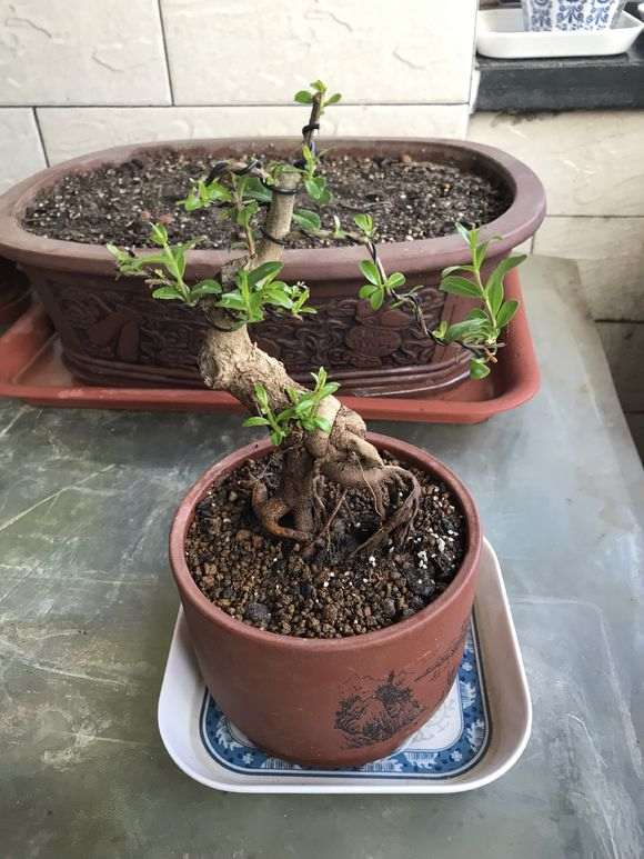 养护微型石榴下山桩有什么注意事项 图片