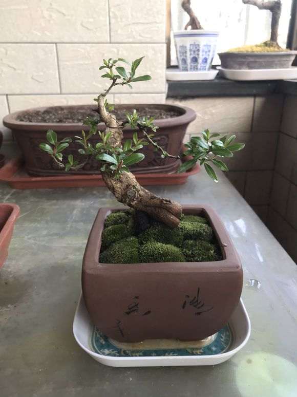 养护微型石榴下山桩有什么注意事项 图片