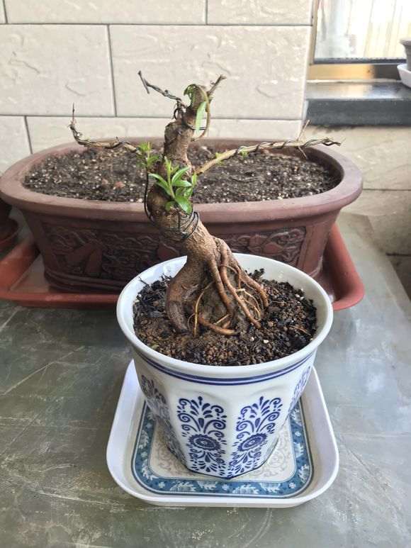 养护微型石榴下山桩有什么注意事项 图片