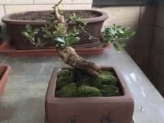 养护微型石榴下山桩有什么注意事项 图片