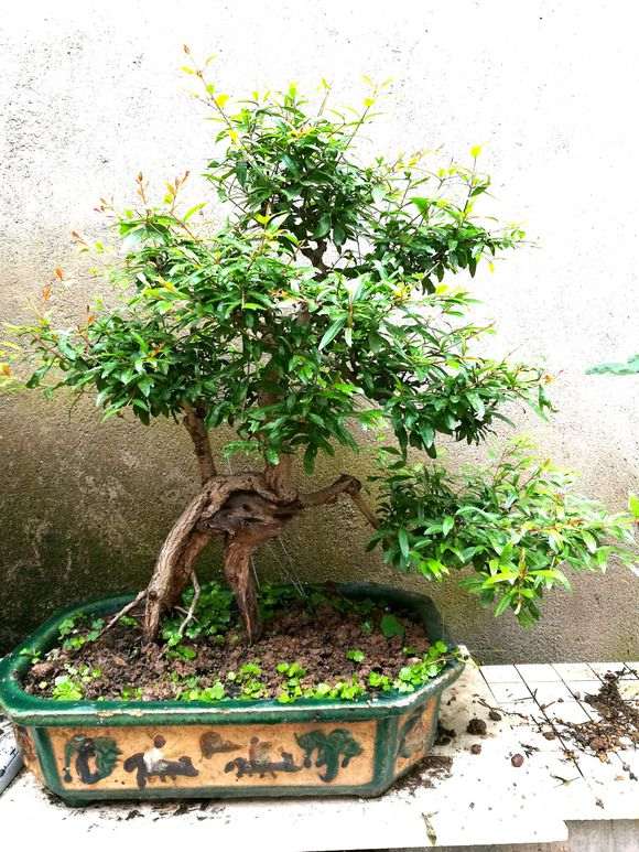 怎样促进石榴下山桩开花的方法 图片