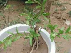 石榴下山桩树根怎么培养小盆景 图片