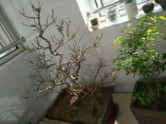 家里的石榴下山桩怎么提前发芽了 图片