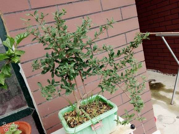 石榴下山桩可以做盆景么 怎么修剪 图片