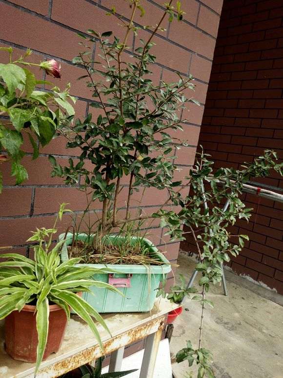 石榴下山桩可以做盆景么 怎么修剪 图片