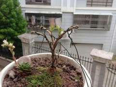 路边捡了石榴下山桩做盆景有前途吗 图片