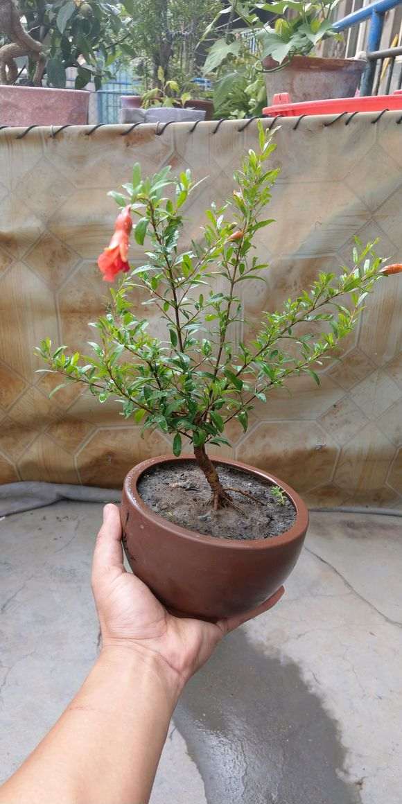 小石榴下山桩终于开花结果了 图片