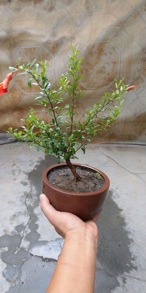 小石榴下山桩终于开花结果了 图片