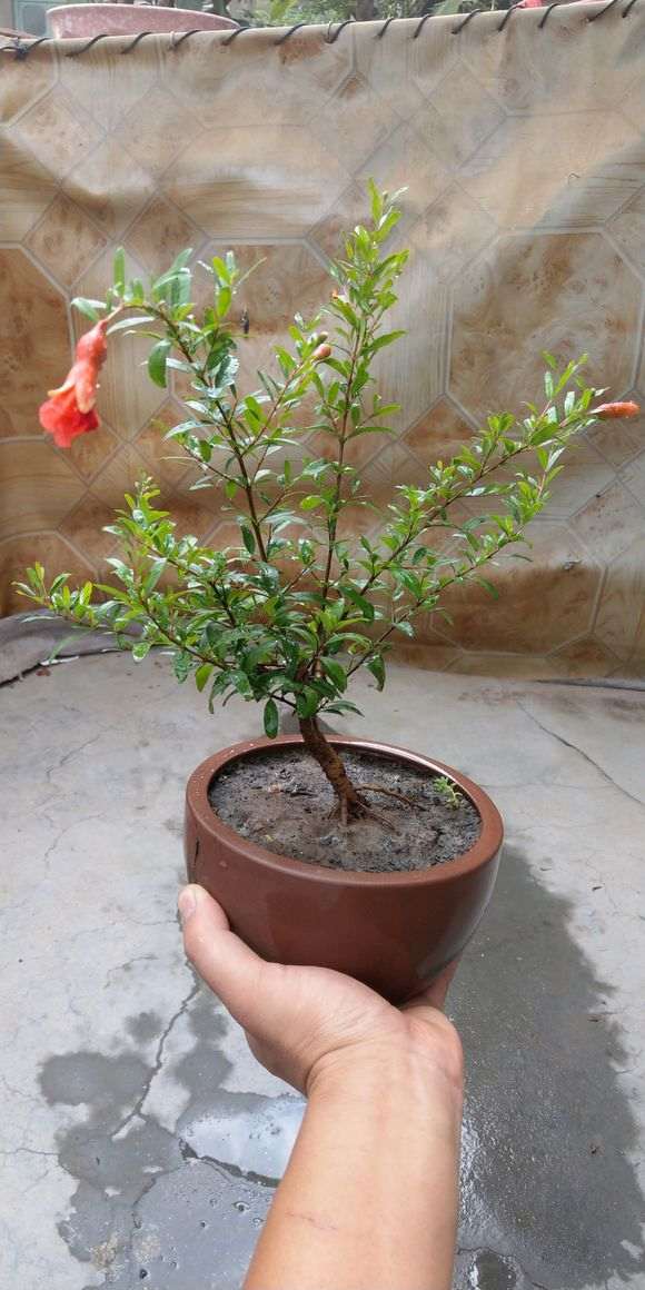 小石榴下山桩终于开花结果了 图片