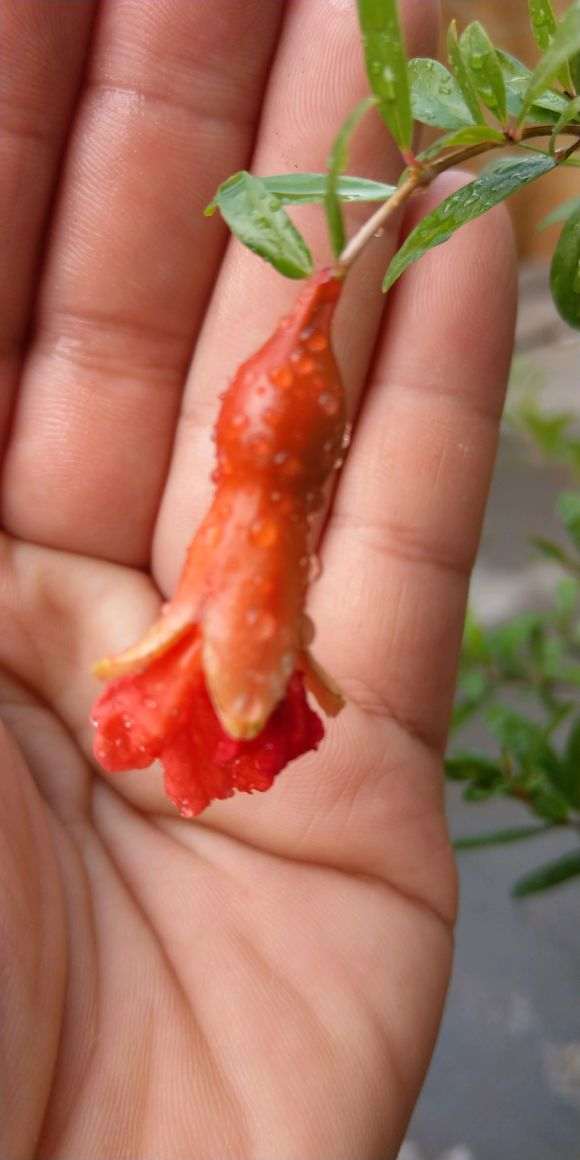 小石榴下山桩终于开花结果了 图片