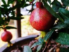 请问我这个也是月季石榴下山桩么 图片