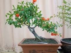 有人在内蒙古养石榴下山桩吗 图片