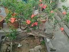 石榴下山桩能做盆景吗 图片