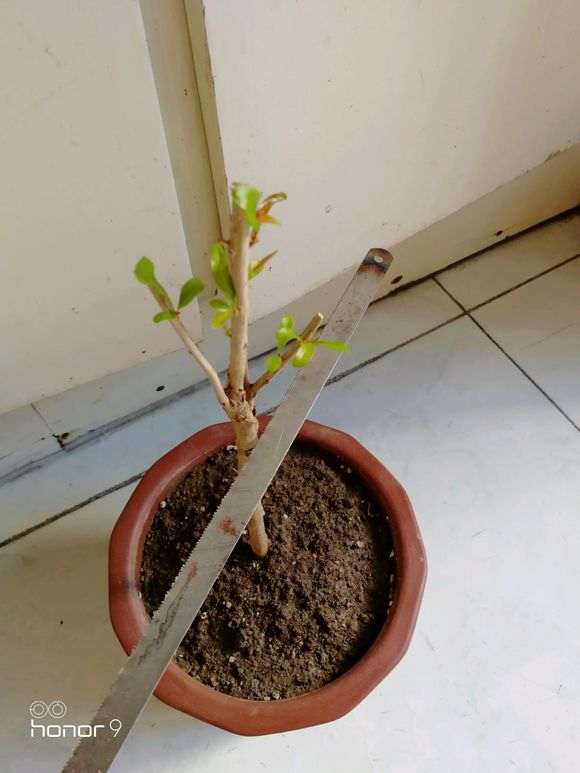 石榴下山桩在一个芽都没有了 怎么办 图片