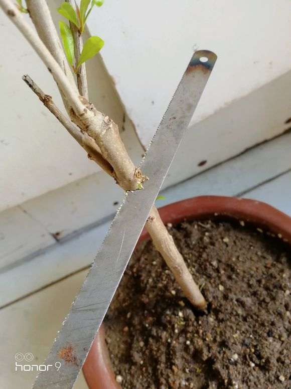 石榴下山桩在一个芽都没有了 怎么办 图片