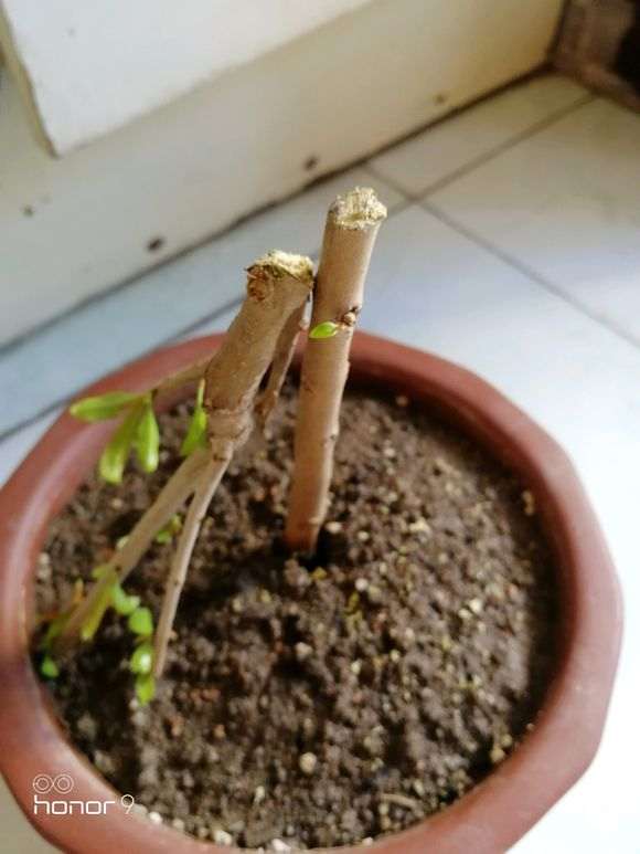 石榴下山桩在一个芽都没有了 怎么办 图片