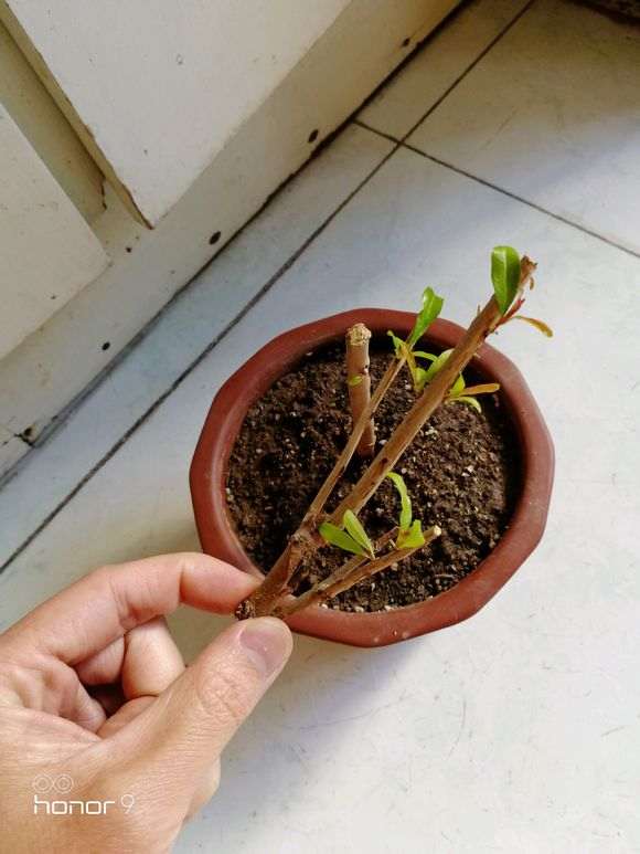 石榴下山桩在一个芽都没有了 怎么办 图片