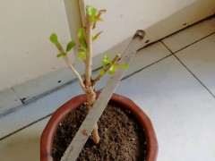 石榴下山桩在一个芽都没有了 怎么办 图片