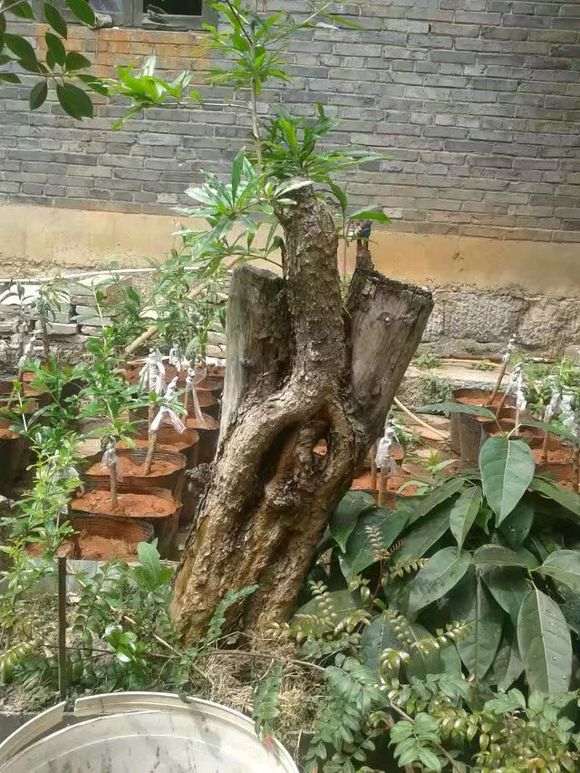 石榴下山桩怎么人为授粉的方法 图片