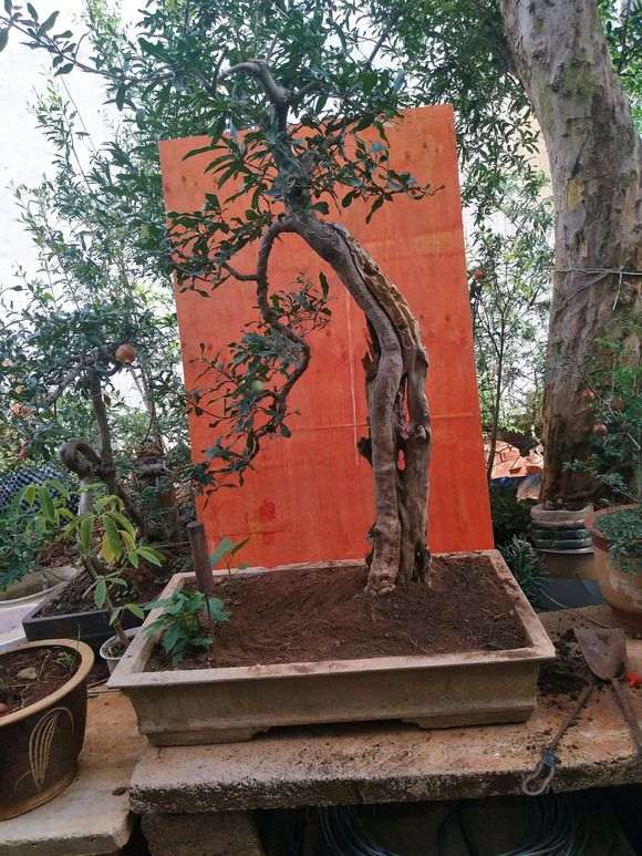 石榴下山桩怎么人为授粉的方法 图片