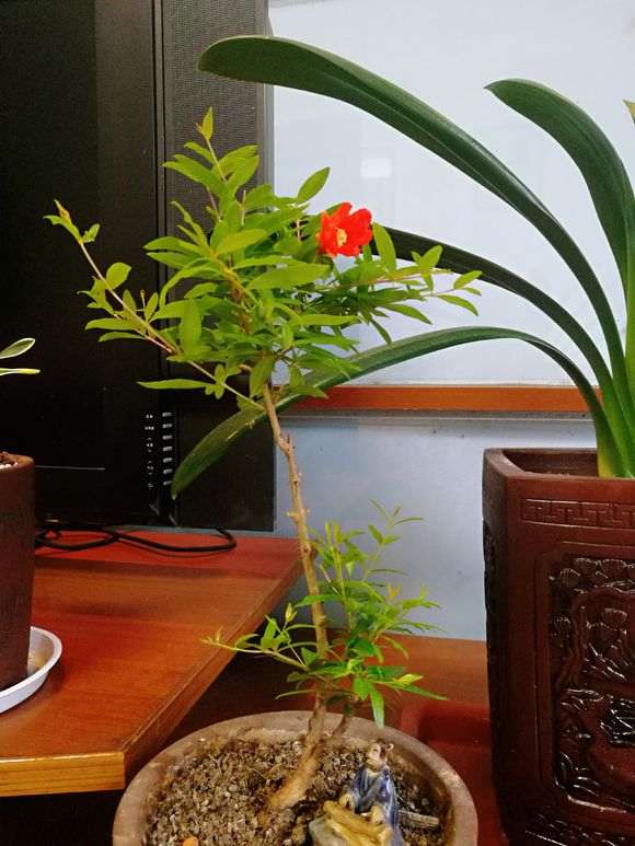 石榴下山桩小苗5年未见开花 怎么办 图片