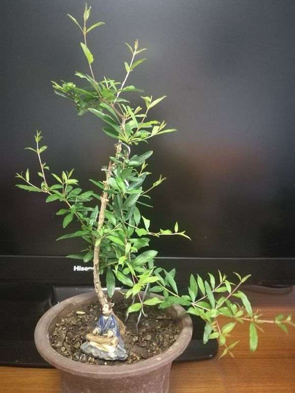 石榴下山桩小苗5年未见开花 怎么办 图片