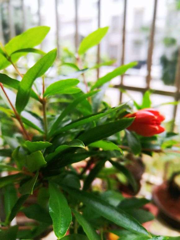 石榴下山桩小苗5年未见开花 怎么办 图片