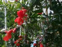 为什么石榴下山桩是落叶树种 图片