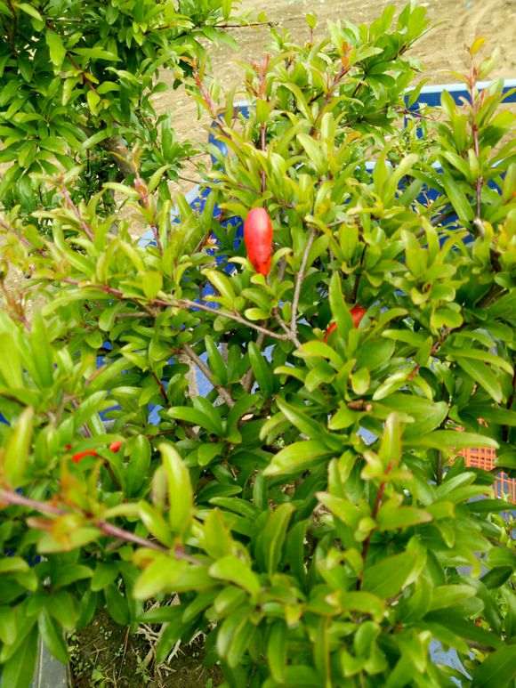 为什么石榴下山桩易养是盆景好素材 图片