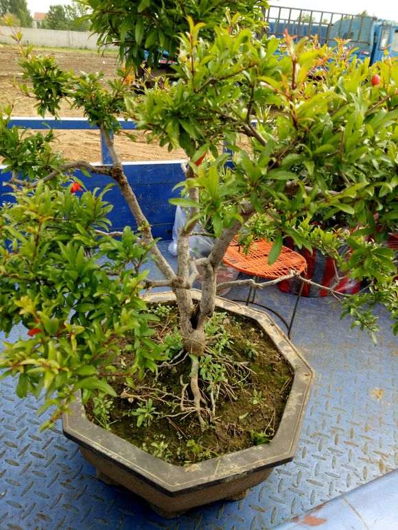 为什么石榴下山桩易养是盆景好素材 图片