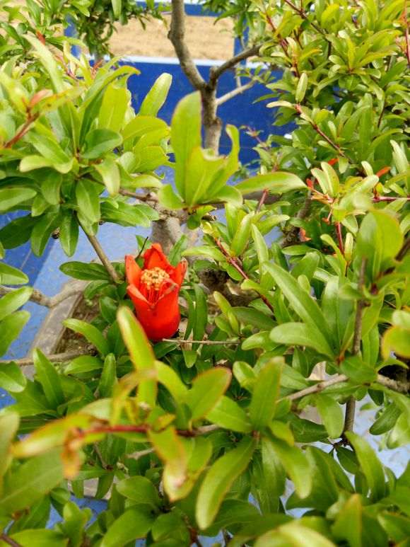 为什么石榴下山桩易养是盆景好素材 图片