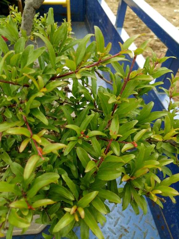 为什么石榴下山桩易养是盆景好素材 图片